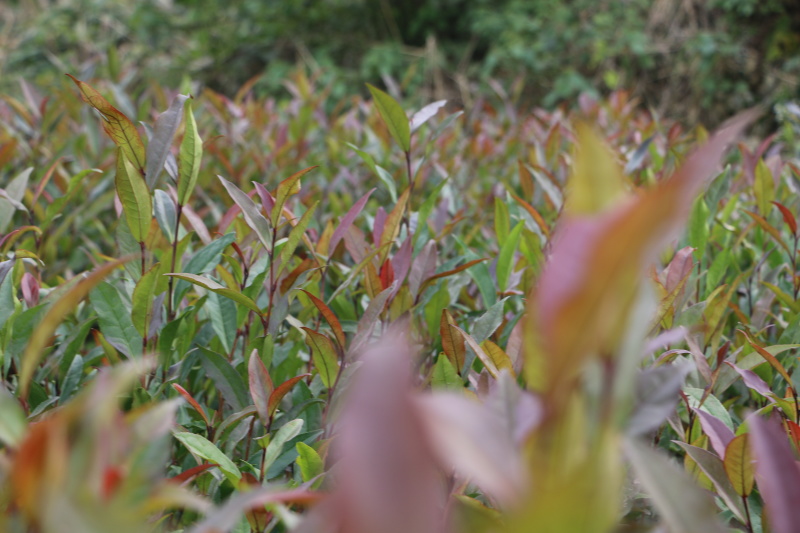 【全国批发】紫鹃茶苗一年生冬插苗福建福安茶树苗基地直销
