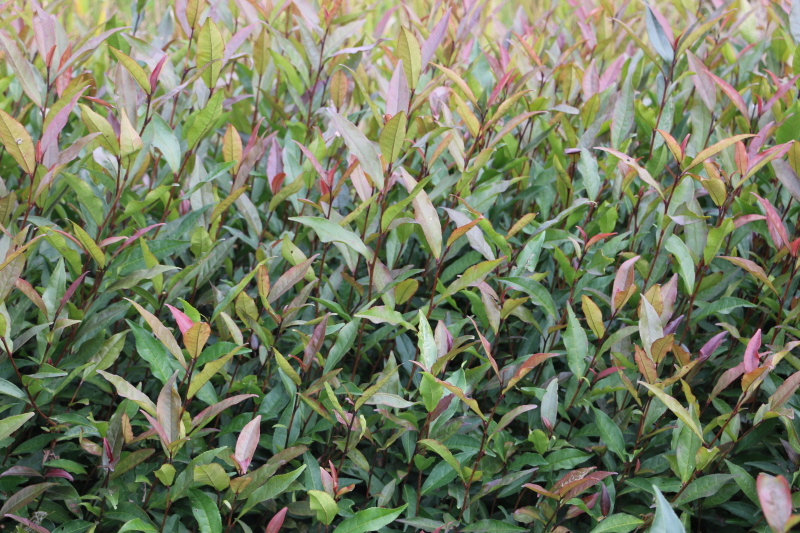 【全国批发】紫鹃茶苗一年生冬插苗福建福安茶树苗基地直销