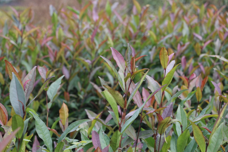 【全国批发】紫鹃茶苗一年生冬插苗福建福安茶树苗基地直销