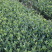 龙井43茶苗一年生扦插苗茶叶树苗绿茶苗植株