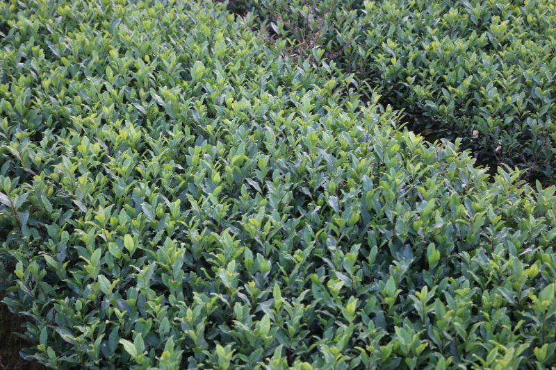 龙井43茶苗一年生扦插苗茶叶树苗绿茶苗植株