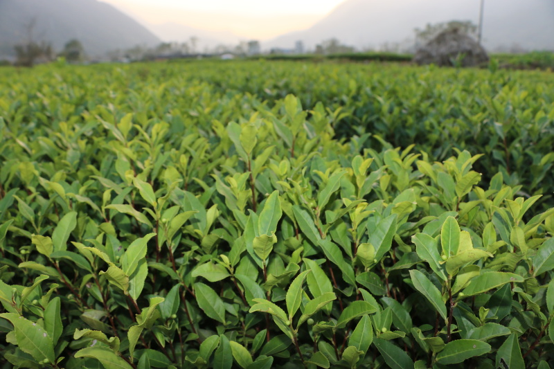 龙井43茶苗一年生扦插苗茶叶树苗绿茶苗植株