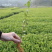 龙井43茶苗一年生扦插苗茶叶树苗绿茶苗植株