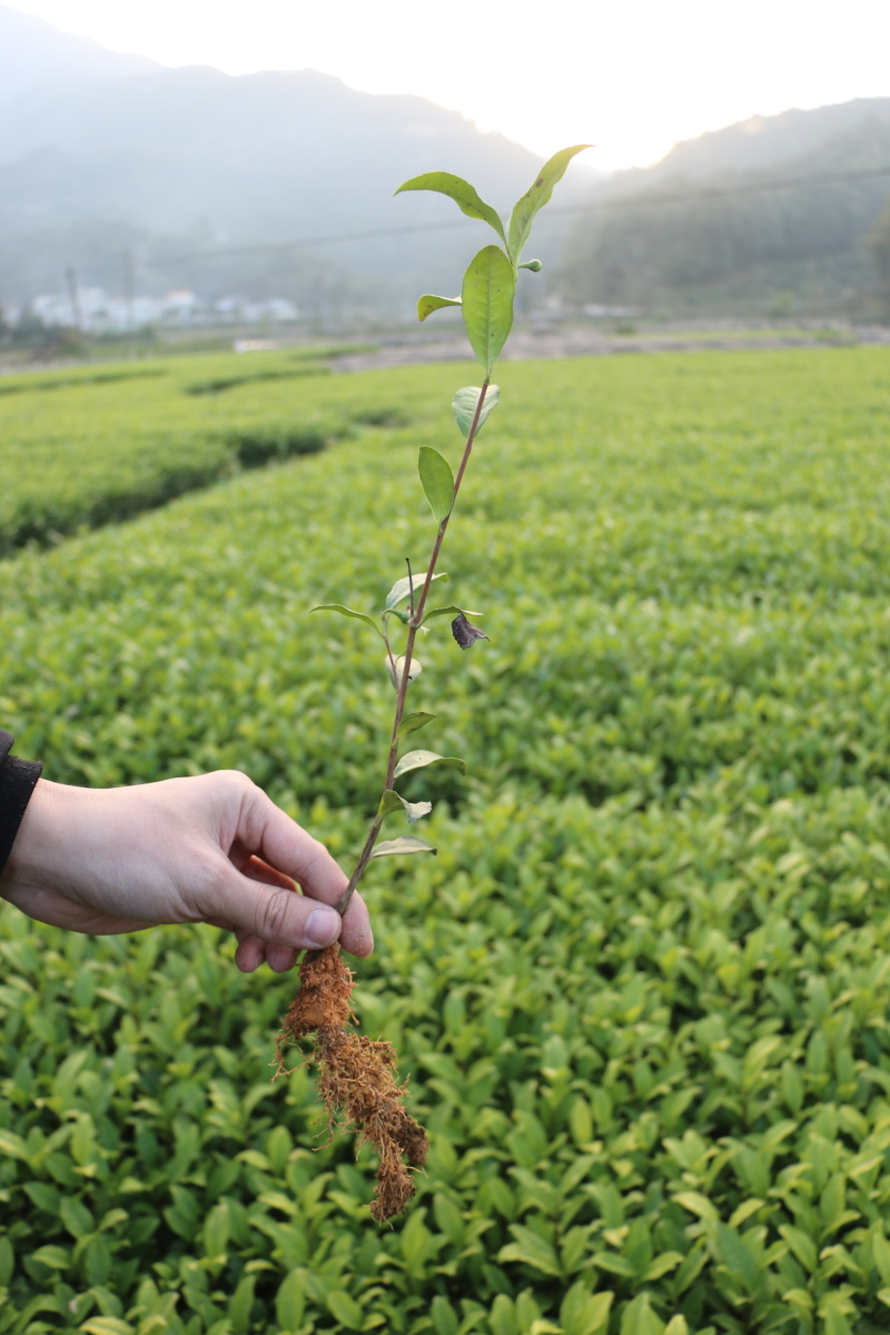龙井43茶苗一年生扦插苗茶叶树苗绿茶苗植株
