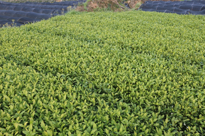 龙井43茶苗一年生扦插苗茶叶树苗绿茶苗植株
