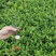 龙井43茶苗一年生扦插苗茶叶树苗绿茶苗植株