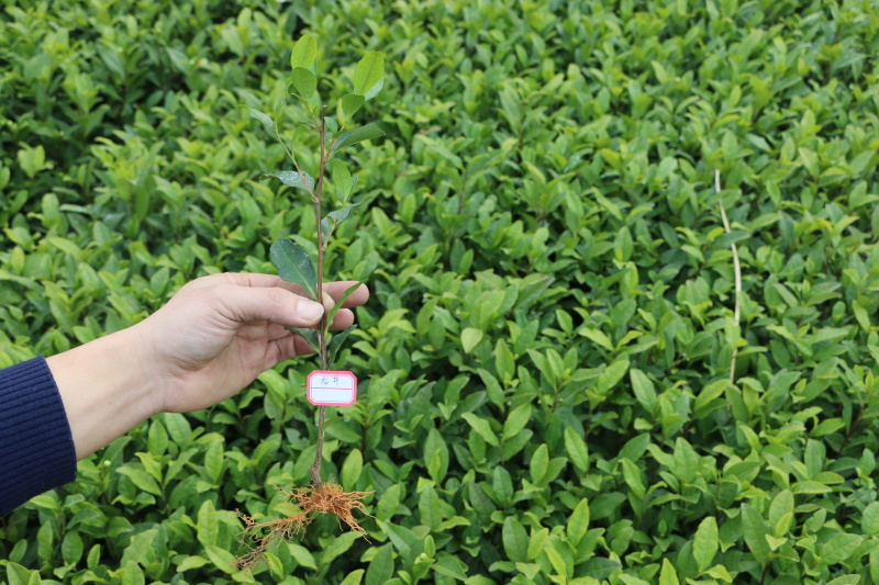 龙井43茶苗一年生扦插苗茶叶树苗绿茶苗植株