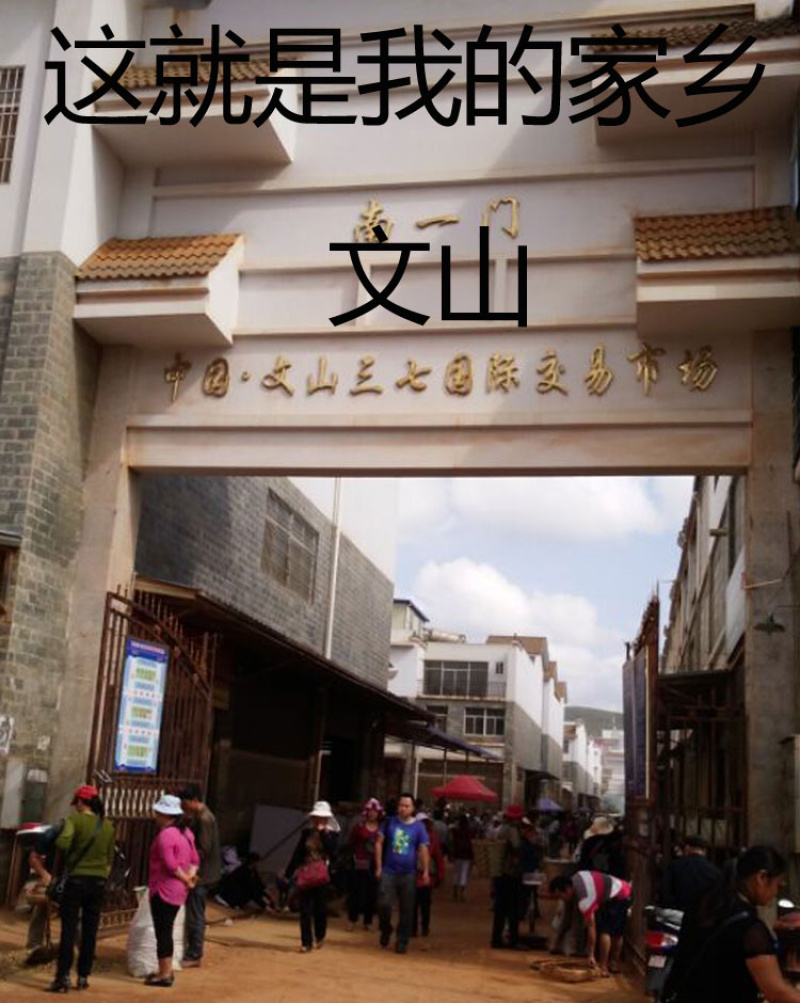 ★三七★云南三七文山特级正品无剪口春田七20头40头