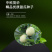 中科茂华瓜果蔬菜种子京蜜一号白皮白肉甜瓜种子皮薄肉厚