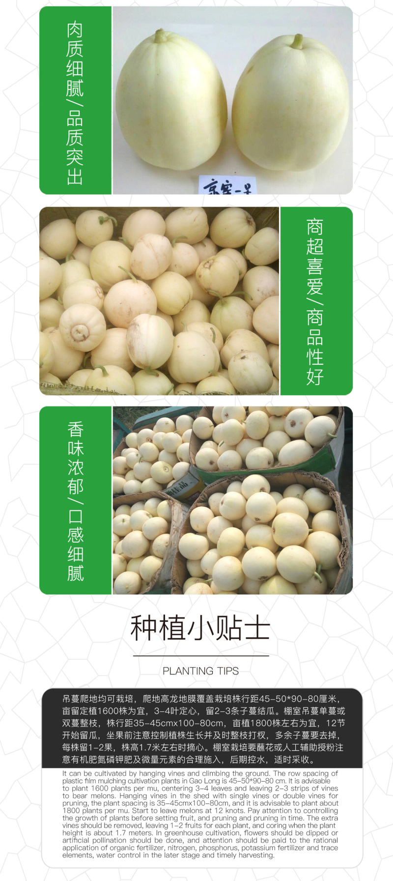 中科茂华瓜果蔬菜种子京蜜一号白皮白肉甜瓜种子皮薄肉厚