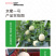 中科茂华瓜果蔬菜种子京蜜一号白皮白肉甜瓜种子皮薄肉厚