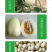 中科茂华瓜果蔬菜种子京蜜一号白皮白肉甜瓜种子皮薄肉厚