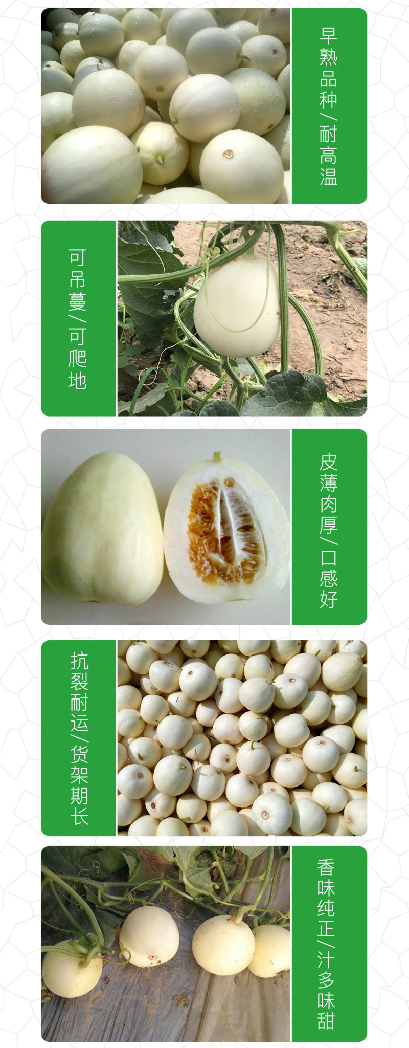 中科茂华瓜果蔬菜种子京蜜一号白皮白肉甜瓜种子皮薄肉厚