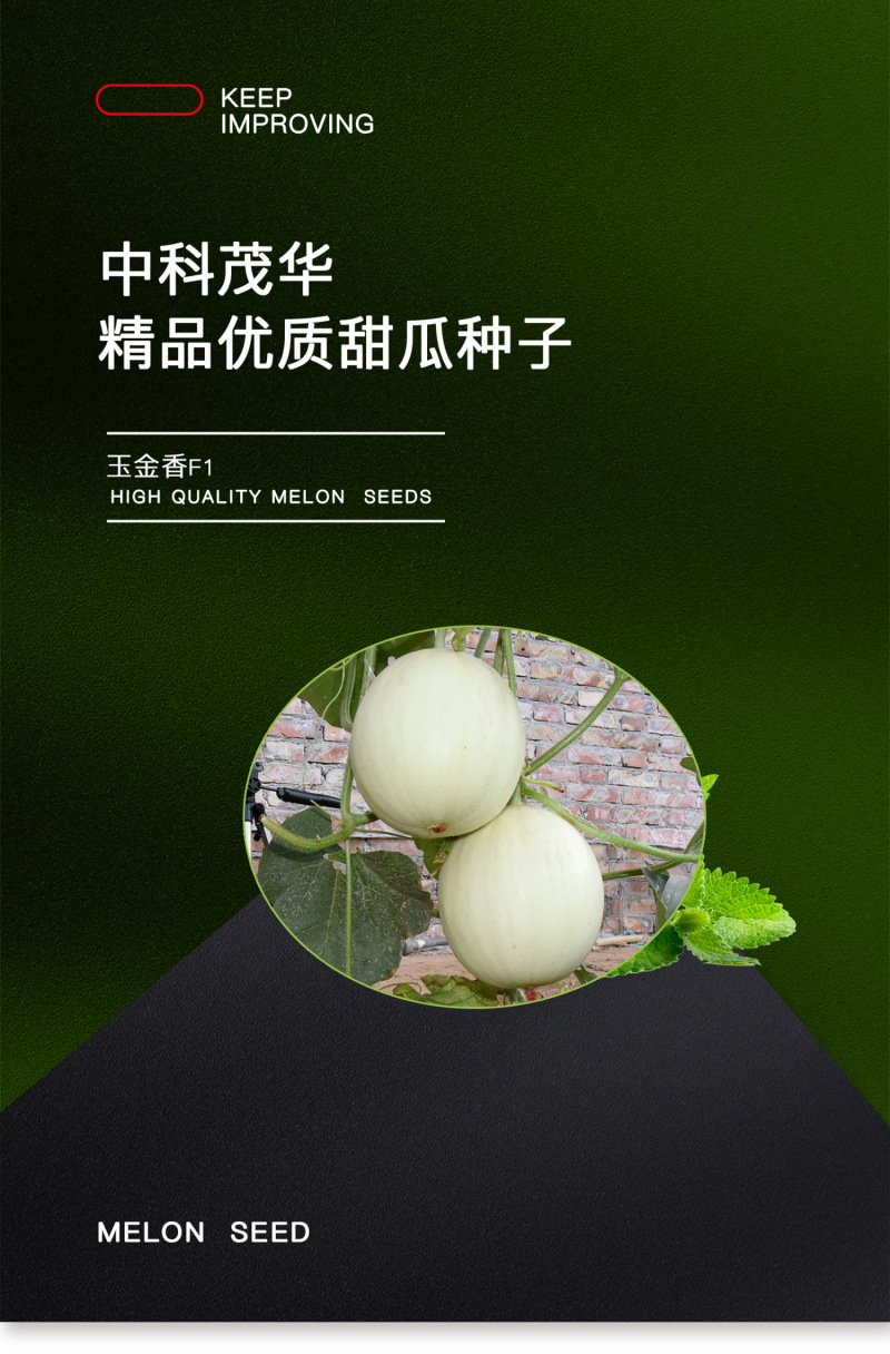 中科茂华瓜果种子玉金香杂交厚皮甜瓜种子肉厚甜多汁