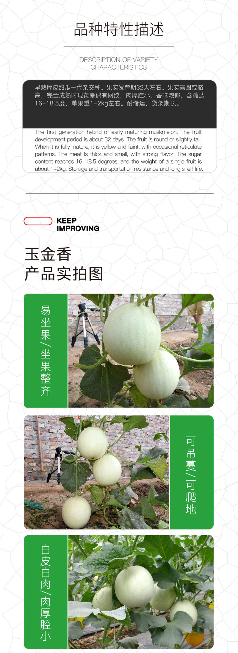 中科茂华瓜果种子玉金香杂交厚皮甜瓜种子肉厚甜多汁