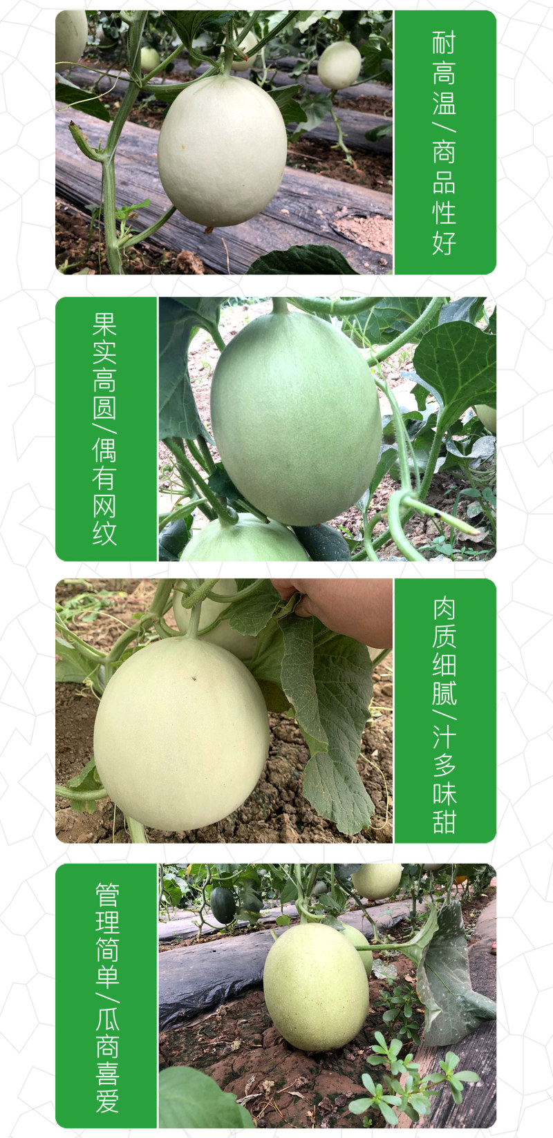 中科茂华瓜果种子玉金香杂交厚皮甜瓜种子肉厚甜多汁