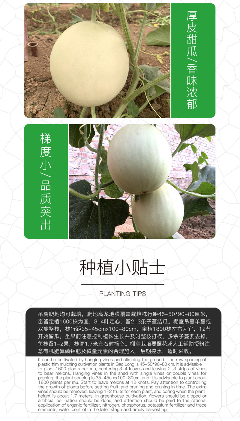 中科茂华瓜果种子玉金香杂交厚皮甜瓜种子肉厚甜多汁