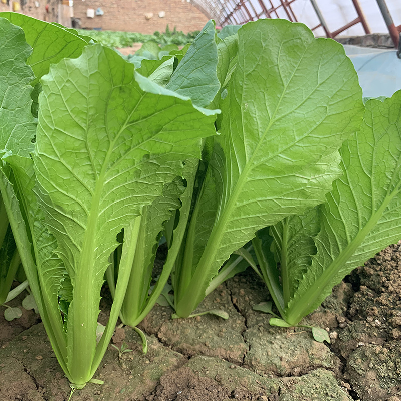 中科茂华蔬菜种子碧绿小白菜种子无刺无绒毛青菜种子绿叶绿帮