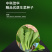 中科茂华蔬菜种子碧绿小白菜种子无刺无绒毛青菜种子绿叶绿帮