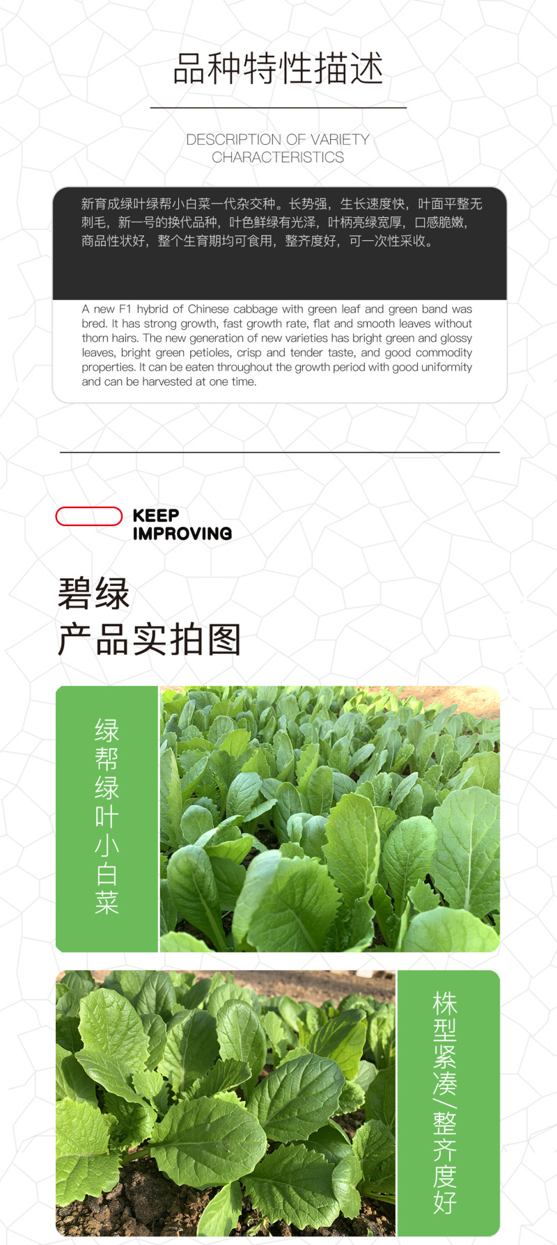 中科茂华蔬菜种子碧绿小白菜种子无刺无绒毛青菜种子绿叶绿帮