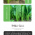 中科茂华蔬菜种子碧绿小白菜种子无刺无绒毛青菜种子绿叶绿帮