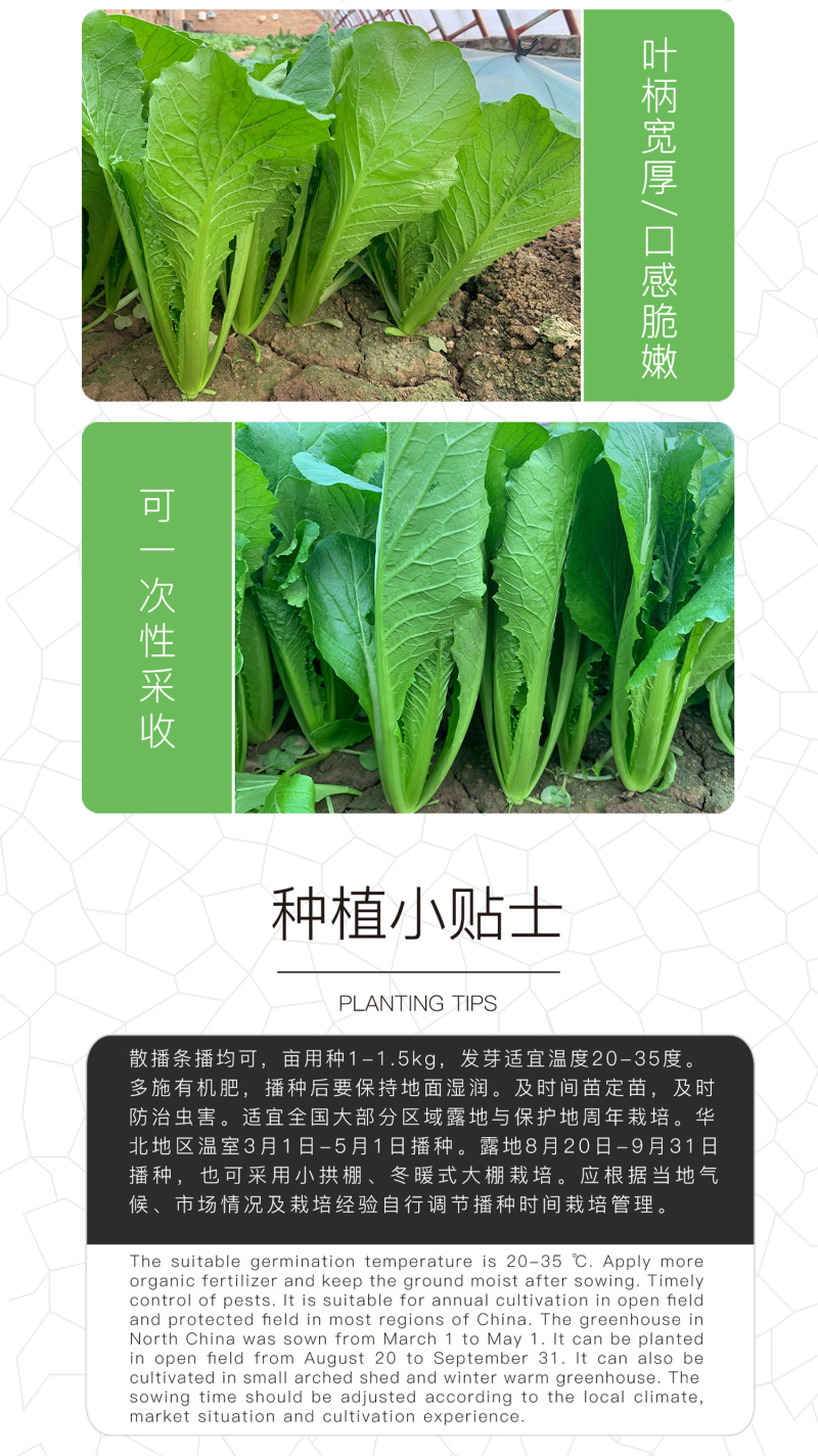 中科茂华蔬菜种子碧绿小白菜种子无刺无绒毛青菜种子绿叶绿帮