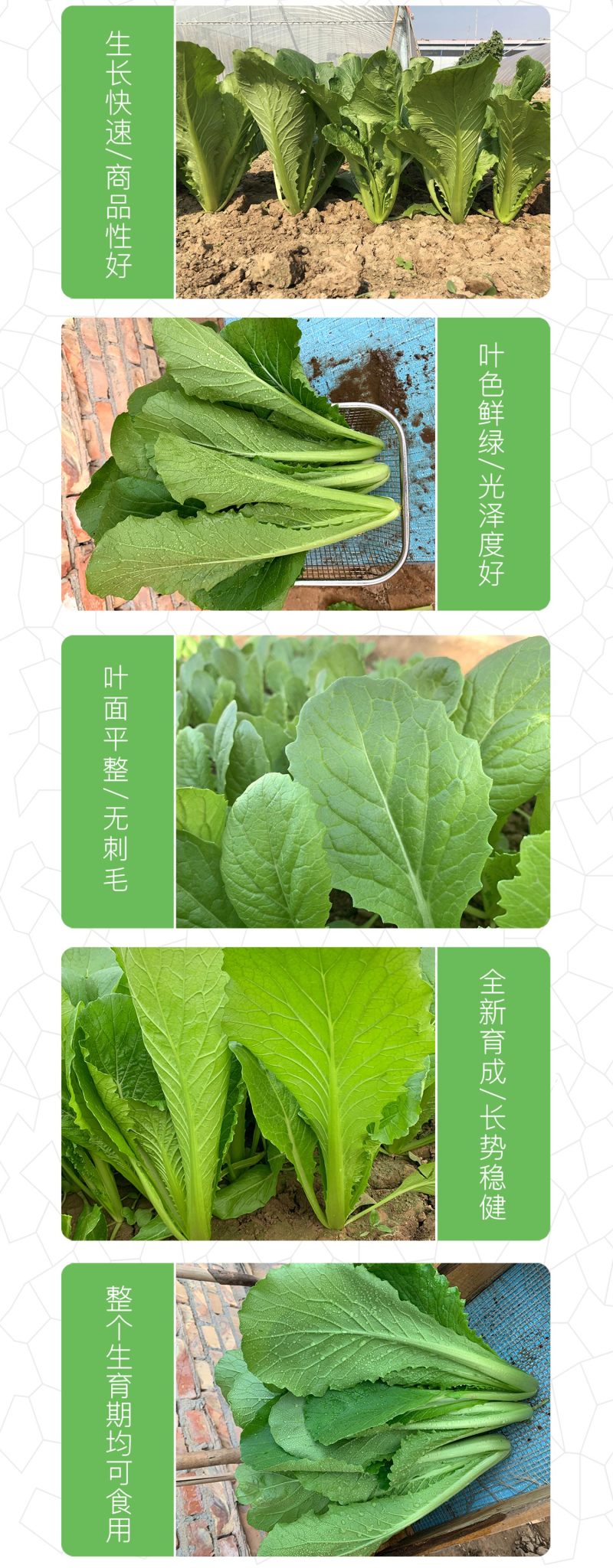 中科茂华蔬菜种子碧绿小白菜种子无刺无绒毛青菜种子绿叶绿帮