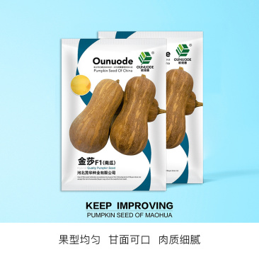 中科茂华蔬菜种子金莎南瓜种子果肉橘黄果肉厚心腔小甜粉糯