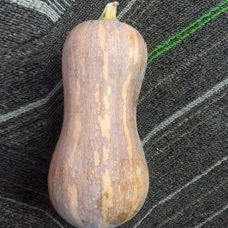 中科茂华蔬菜种子金莎南瓜种子果肉橘黄果肉厚心腔小甜粉糯