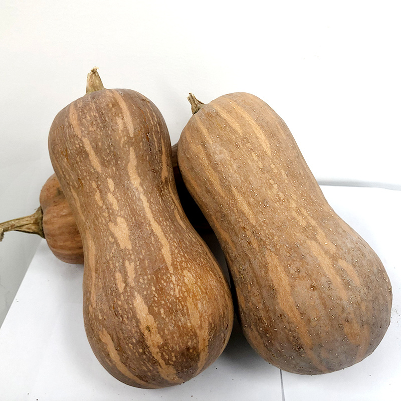 中科茂华蔬菜种子金莎南瓜种子果肉橘黄果肉厚心腔小甜粉糯