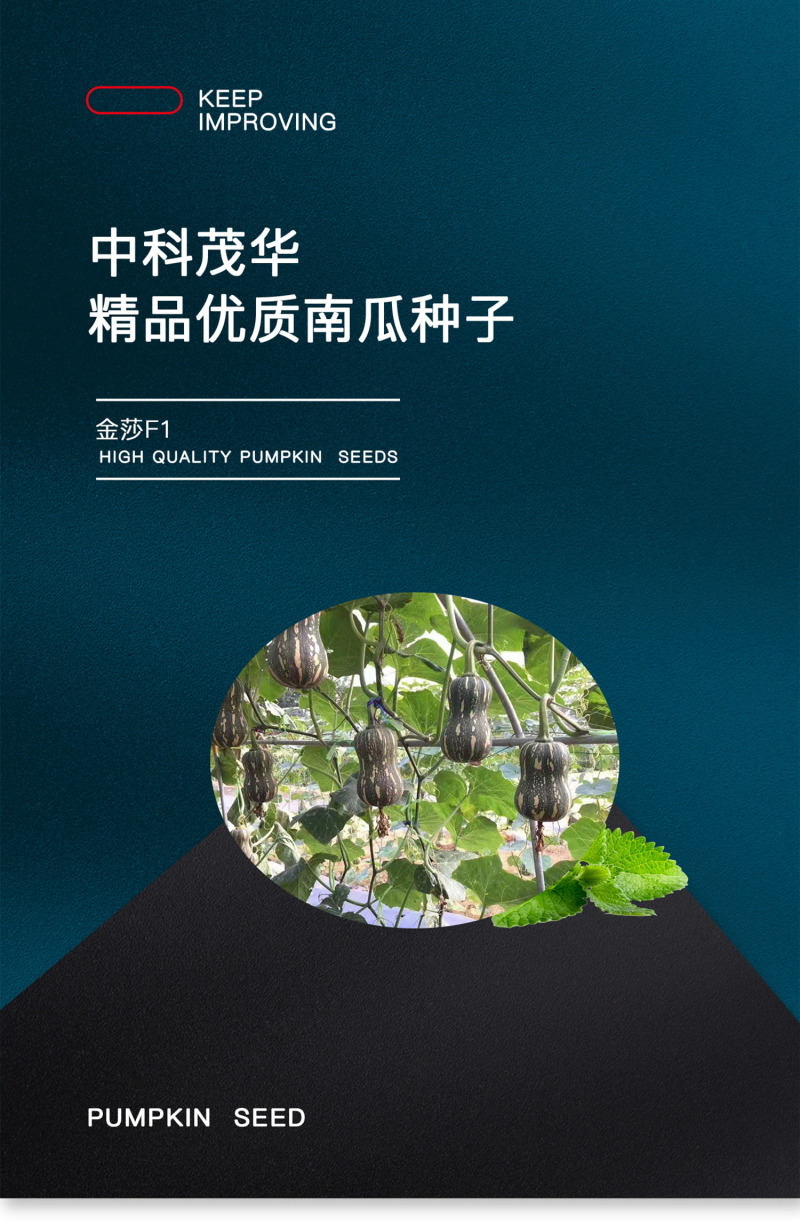 中科茂华蔬菜种子金莎南瓜种子果肉橘黄果肉厚心腔小甜粉糯