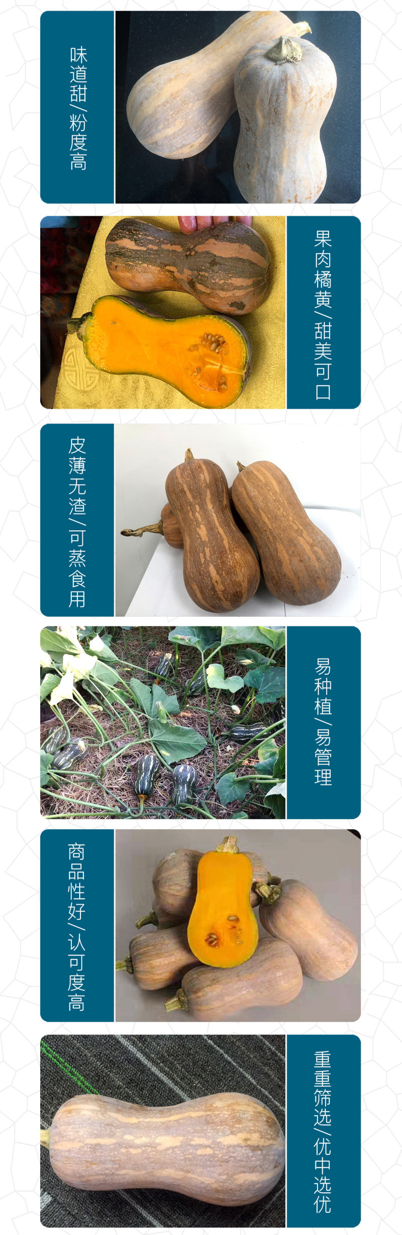 中科茂华蔬菜种子金莎南瓜种子果肉橘黄果肉厚心腔小甜粉糯