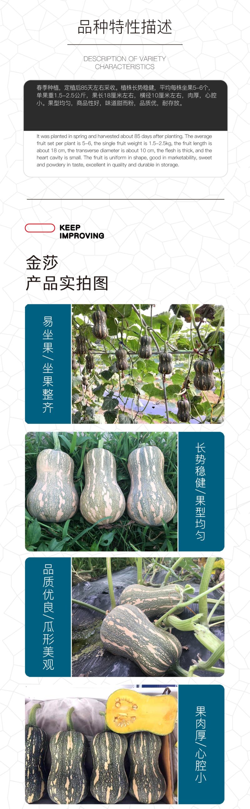 中科茂华蔬菜种子金莎南瓜种子果肉橘黄果肉厚心腔小甜粉糯
