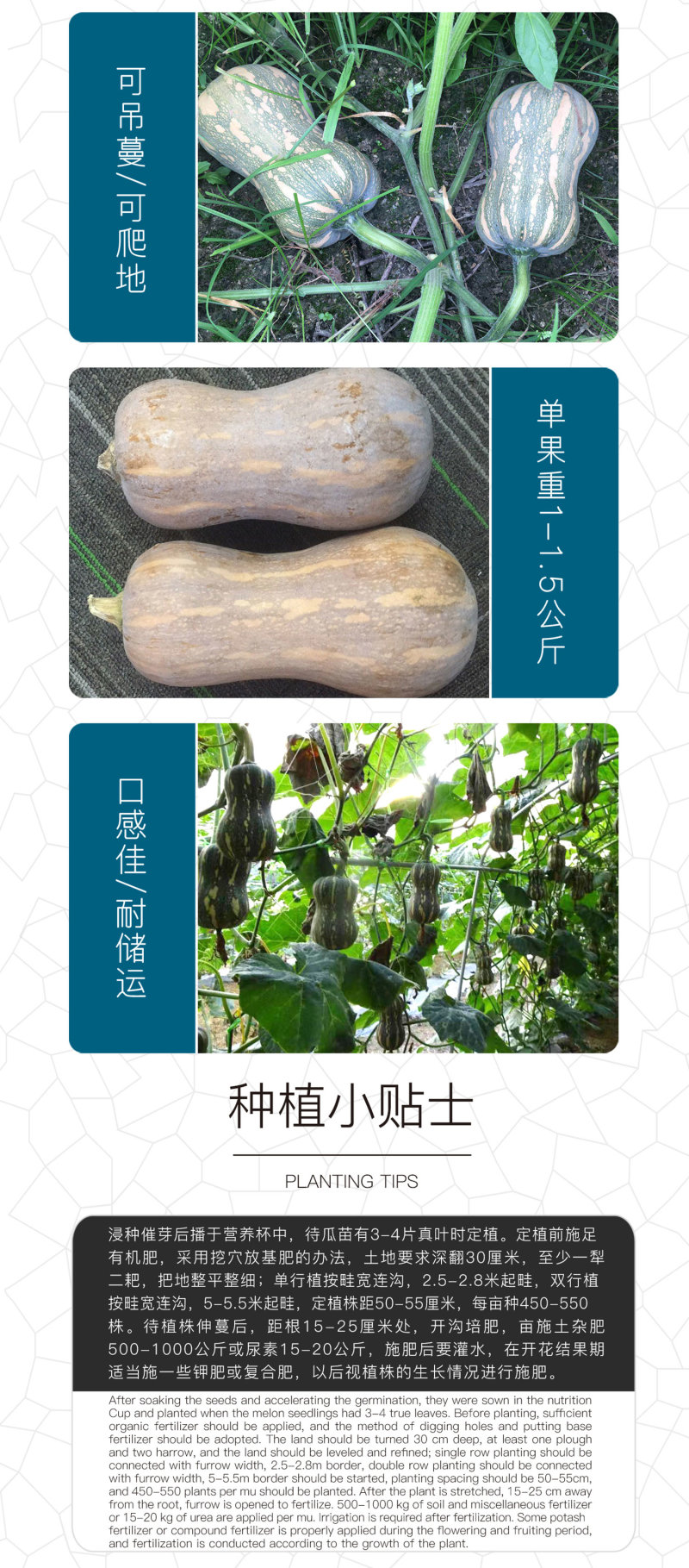 中科茂华蔬菜种子金莎南瓜种子果肉橘黄果肉厚心腔小甜粉糯