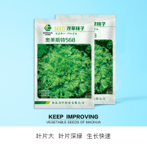 中科茂华蔬菜种子奥美斯特568大速生菜种子大叶深绿色耐寒