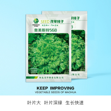 中科茂华蔬菜种子奥美斯特568大速生菜种子大叶深绿色耐寒