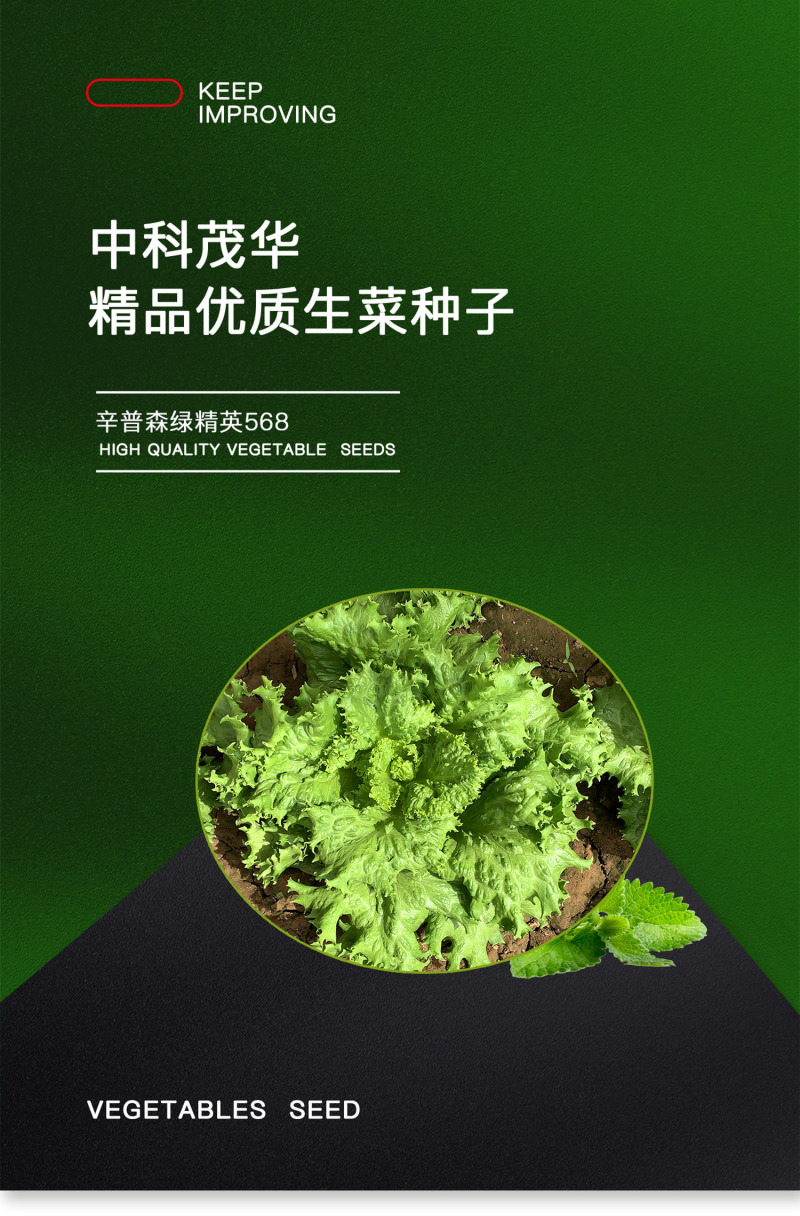 中科茂华蔬菜种子辛普森绿精英568散叶生菜种子耐寒大叶