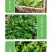中科茂华蔬菜种子辛普森绿精英568散叶生菜种子耐寒大叶