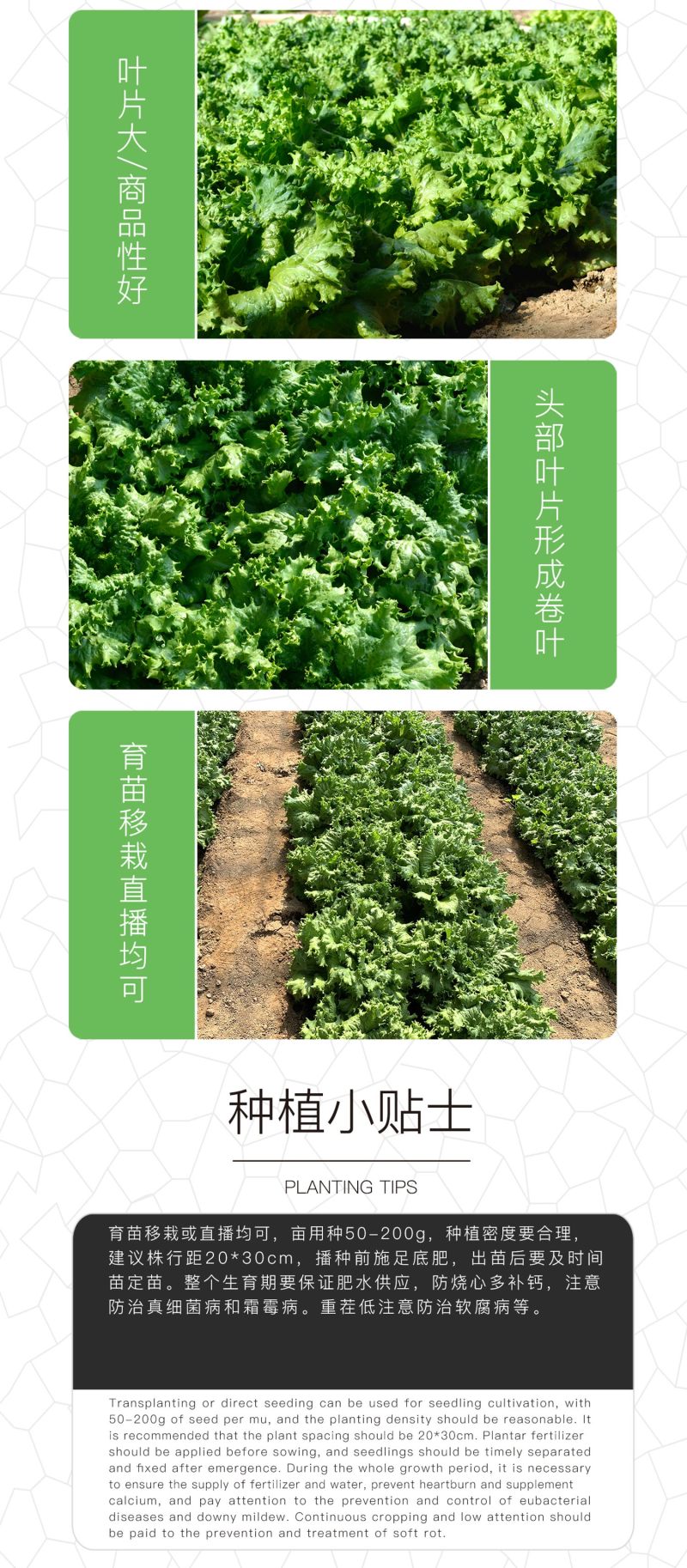 中科茂华蔬菜种子辛普森绿精英568散叶生菜种子耐寒大叶