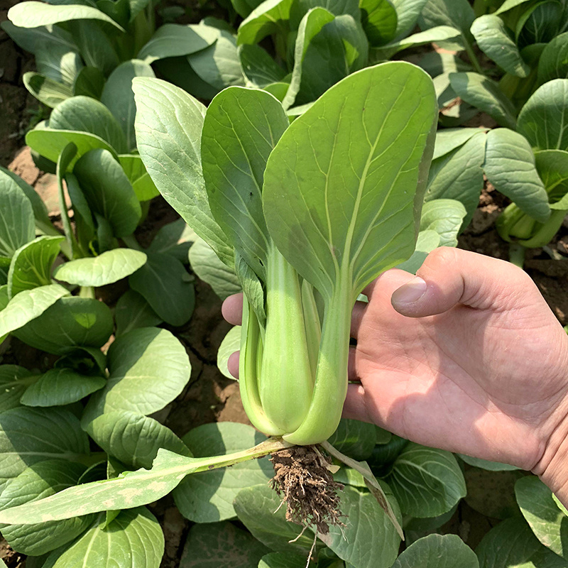 中科茂华蔬菜种子华研青梗菜种子杂交油菜种子品质好无纤维
