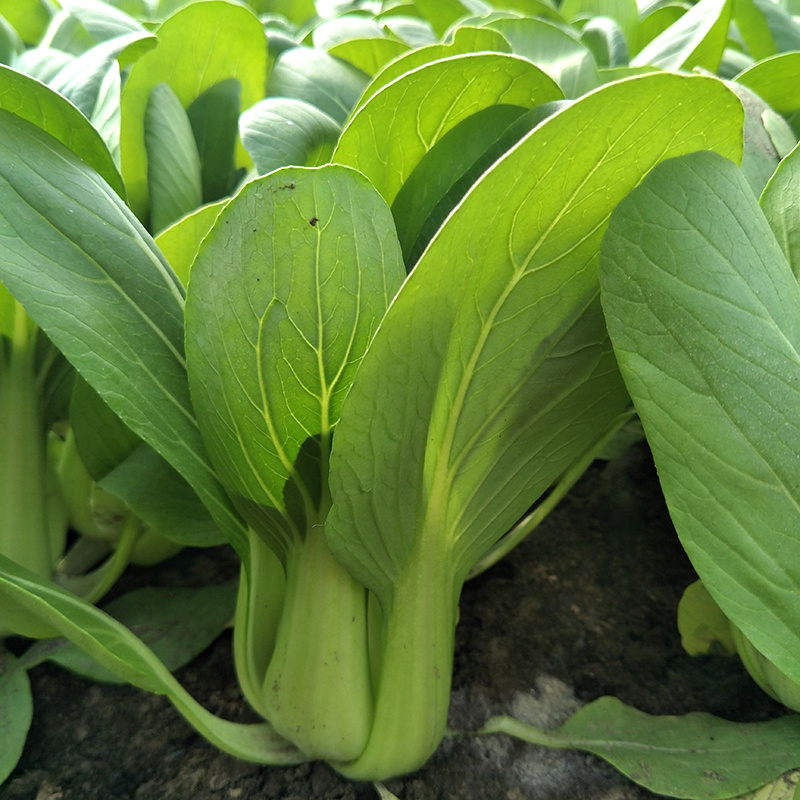 中科茂华蔬菜种子华研青梗菜种子杂交油菜种子品质好无纤维