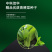 中科茂华蔬菜种子华研青梗菜种子杂交油菜种子品质好无纤维