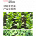 中科茂华蔬菜种子华研青梗菜种子杂交油菜种子品质好无纤维
