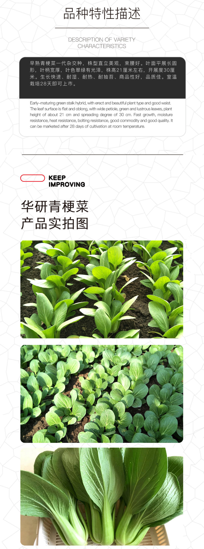 中科茂华蔬菜种子华研青梗菜种子杂交油菜种子品质好无纤维