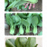 中科茂华蔬菜种子华研青梗菜种子杂交油菜种子品质好无纤维