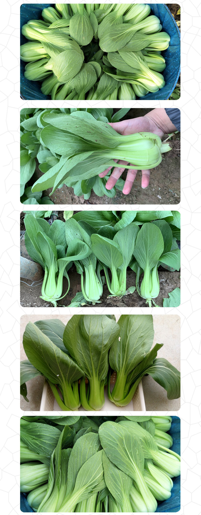 中科茂华蔬菜种子华研青梗菜种子杂交油菜种子品质好无纤维