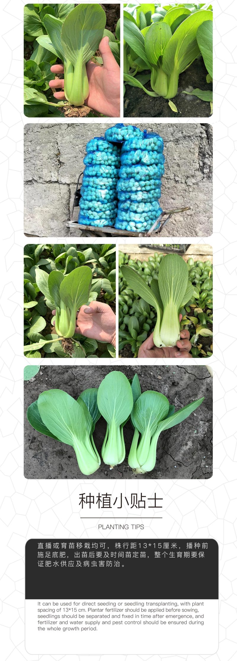 中科茂华蔬菜种子华研青梗菜种子杂交油菜种子品质好无纤维