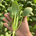 中科茂华蔬菜种子茂华青菘二号小油菜种子四季种植青梗菜