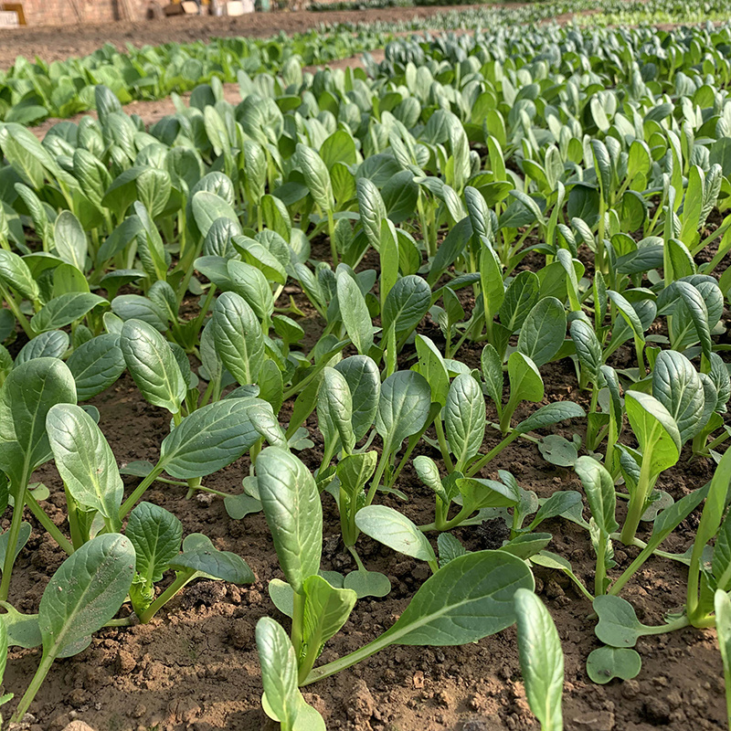 中科茂华蔬菜种子茂华青菘二号小油菜种子四季种植青梗菜