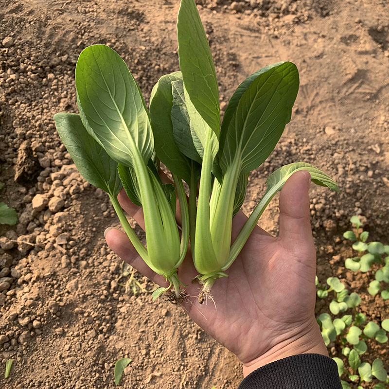 中科茂华蔬菜种子茂华青菘二号小油菜种子四季种植青梗菜